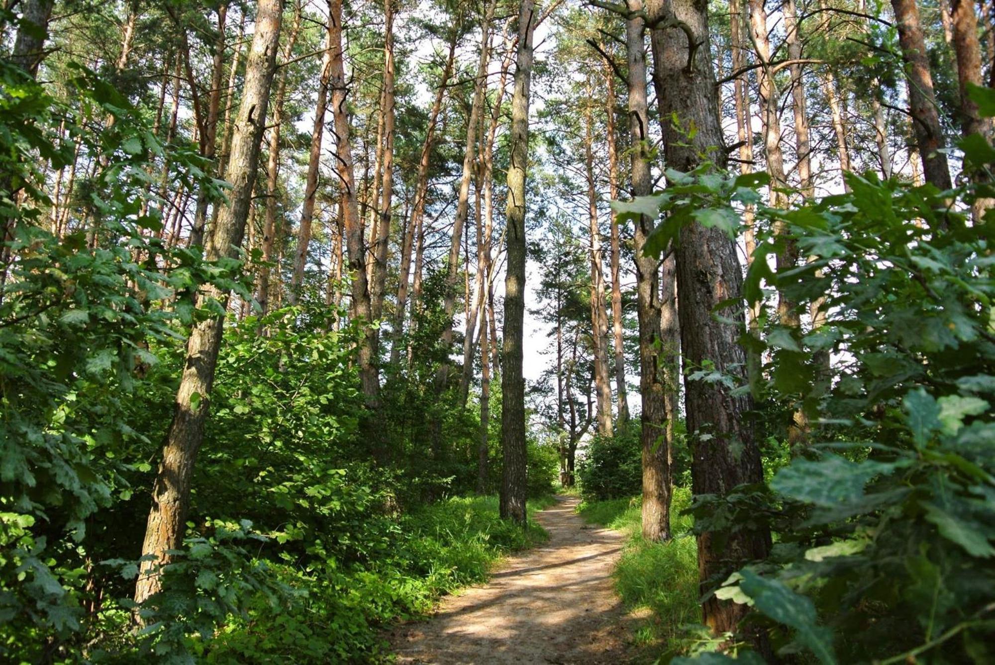 Вилла Scandinavia Bungalow Kam'yana Hora Экстерьер фото